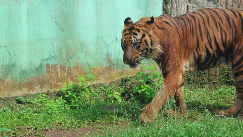 Sumatran tiger during a simulated hunt in captivity