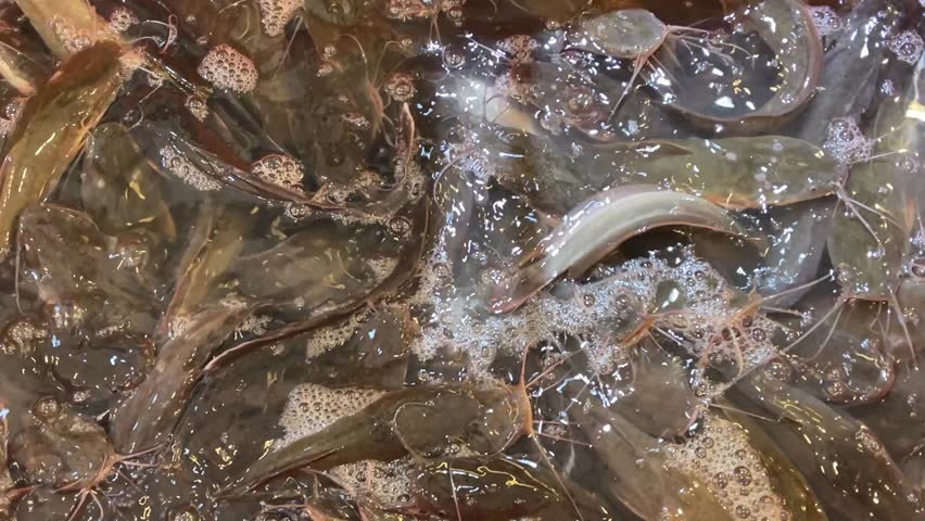 Live loach Misgurnus anguillicaudatus crowding in plastic container at supermarket.