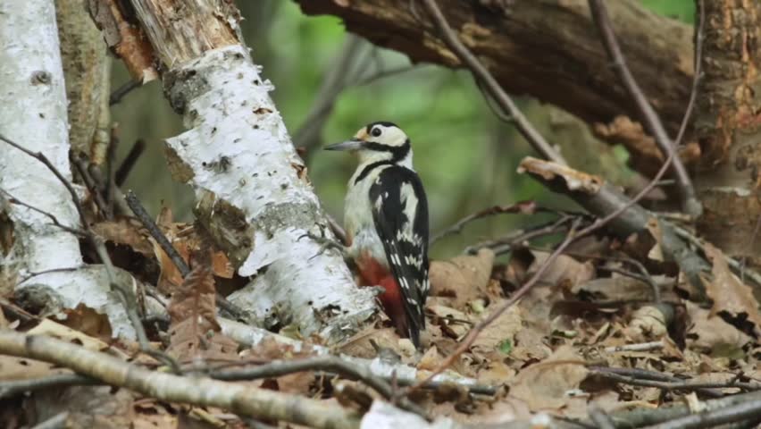 Red-cockaded woodpecker photographed in a forest in Hokkaido