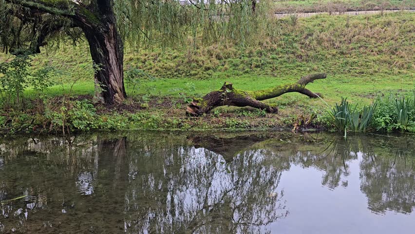 Moss-Covered Fallen Tree by a Pond with Water Reflection in a Green , citadel Park ( Parc de la Citadelle ) - Lille, France