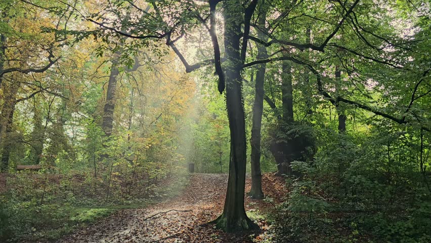 Sunbeam Filtering Through Trees in a City Park, at Parc de la Citadelle ( Citadel of Lille ) – Lille, France