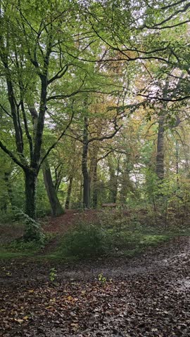 Sunbeam Filtering Through Trees in a City Park, at Parc de la Citadelle ( Citadel of Lille ) – Lille, France