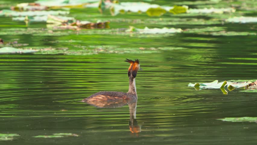 Great Crested Grebe