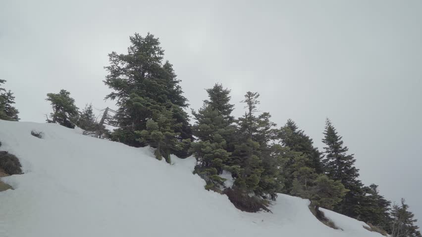 Pine trees in the mountain snow