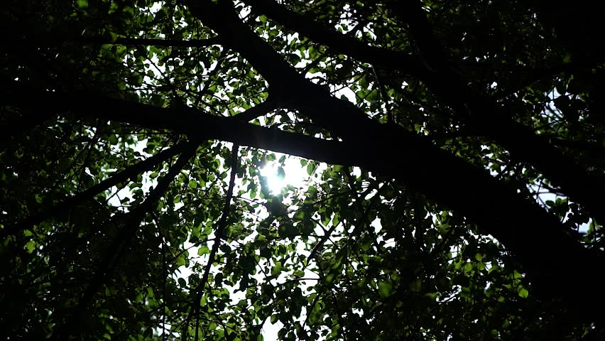 Sunlight through silhouette tree branches