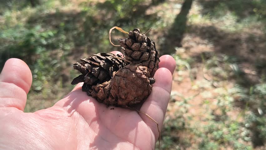 dry pine cones in hand. Dry pine cones in man`s palm above the ground. Handful of pine cones fallen from a tree. Hand releasing pine cones onto sandy ground.
