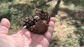 dry pine cones in hand. Dry pine cones in man`s palm above the ground. Handful of pine cones fallen from a tree. Hand releasing pine cones onto sandy ground. - Powered by Shutterstock - Get 15% off with code: PIKWIZARD15