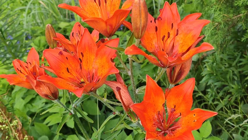 Beautiful orange lily flowers in full bloom. Garden plants in summer season. 