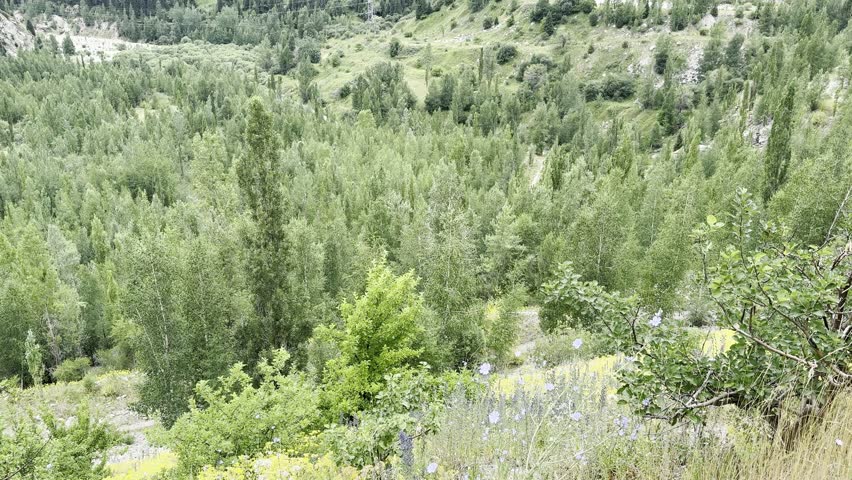 lush green mountain valley with dense aspen forest and wildflowers in bloom for nature video or background scene

