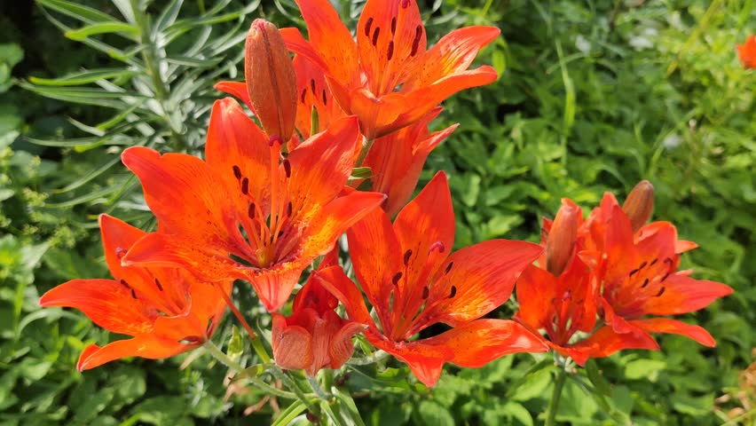 Beautiful orange lily flowers in full bloom. Garden plants in summer season. 