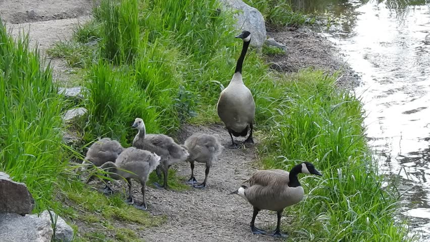 Canada Goose (Branta canadensis) parents and goslings foraging in Evergreen, Colorado