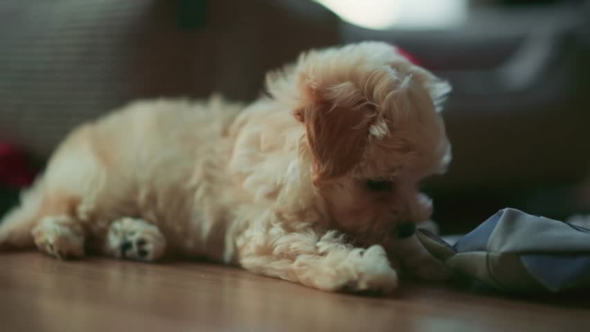Playful puppy explores the living room and interacts with the toy, showing his adorable personality