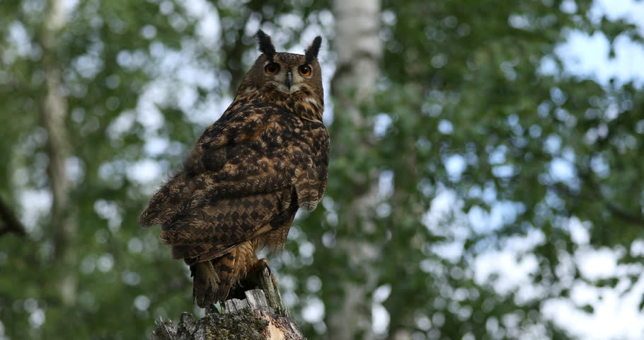 Owl in forest. Eurasian eagle owl, Bubo bubo, perched on rotten trunk in birch forest. Beautiful owl with orange eyes and tufts. Wildlife spring nature. Bird of prey in natural habitat.