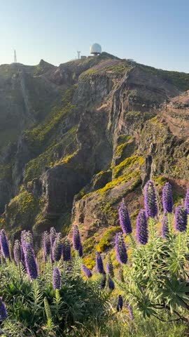 Purple flowers at dawn with the observatory on the Pico del Arieiro mountain range in the background, illuminated by the warm dawn sun and covered with greenery and yellow flowers. Madeira, Portugal