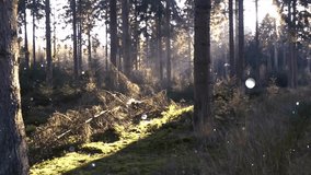 Sunlight illuminates dust particles floating through a serene pine forest, creating a magical, ethereal atmosphere.  - Powered by Shutterstock - Get 15% off with code: PIKWIZARD15