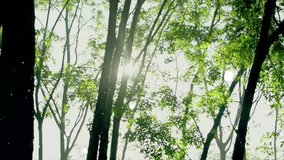Beautiful animated scene of golden dust particles floating in sunlight rays filtering through dense forest trees. - Powered by Shutterstock - Get 15% off with code: PIKWIZARD15