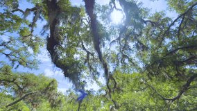 Florida jungle rainforest with green palm trees and Live Oaks covered with Spanish Moss. Dense tropical forest ecosystem - Powered by Shutterstock - Get 15% off with code: PIKWIZARD15