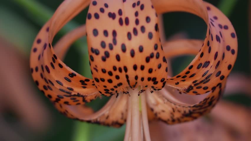 Closeup of orange tiger lily flowers
