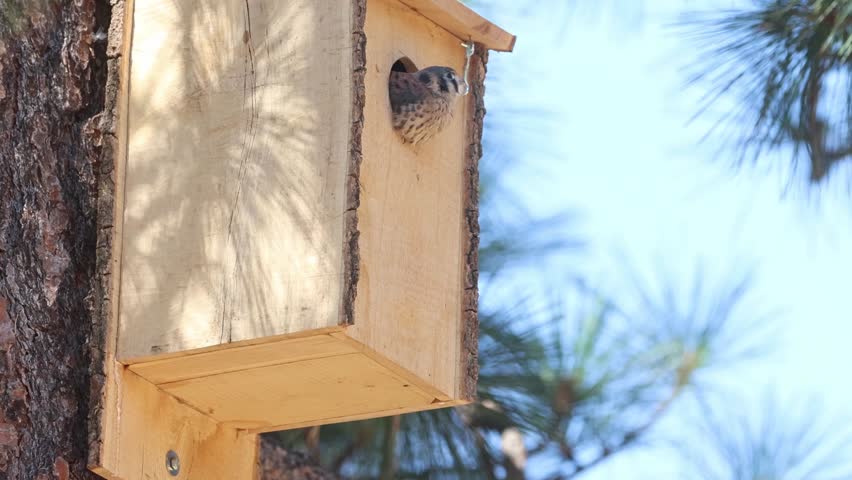 Slow motion of male American kestrel (Falco sparverius) delivering a large insect to a chick, which grabs it quickly at the entrance of a wooden birdhouse.
