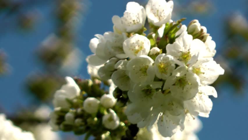 Cherry Blossom - Close Up