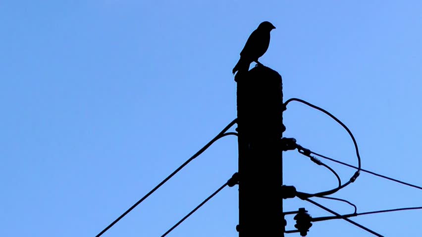 Bird on Telegraph Pole - Silhouette