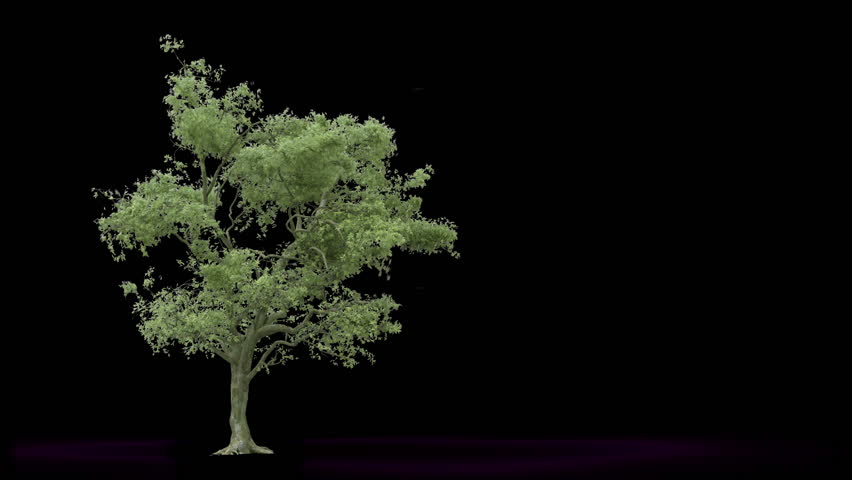 wind storm trees collapse, 3d concept of a hurricane blowing down a tree