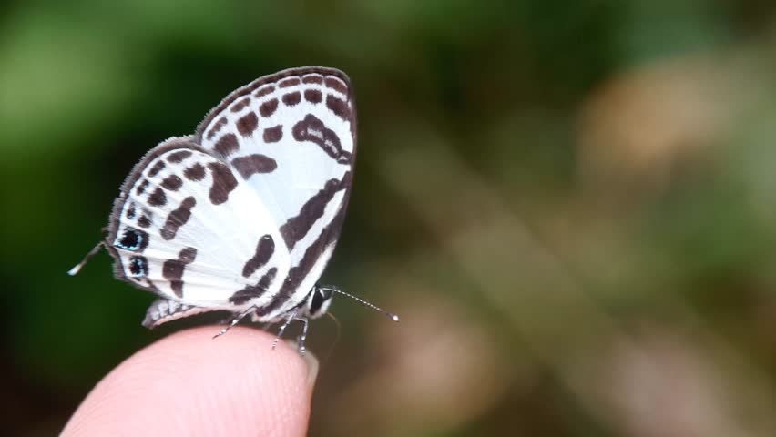 Sucking minerals from a dirty finger is the Banded Blue Pierrot butterfly. Discolampa ethion (Lycaenidae, Polyommatinae) The Butterflies of East Java, Indonesia.