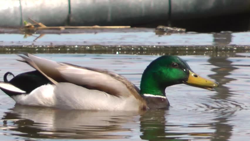 Mallard Duck Fishing  - Close Up