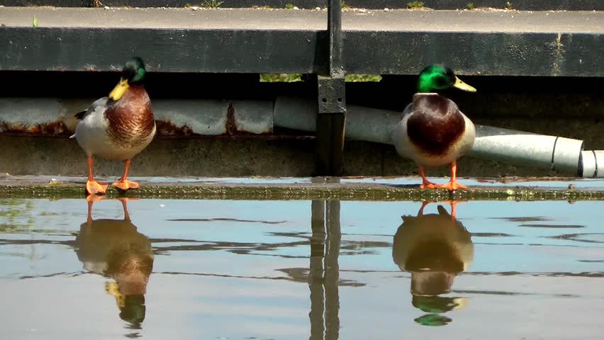 Mallard Ducks sitting at the waterside