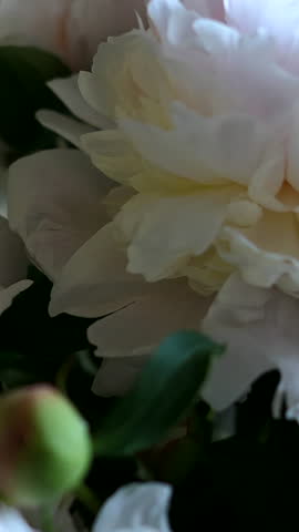 A Close-Up View Of White Peony Flowers Captured With A Camera Moving Left To Right On A Slider, Highlighting Delicate Petals And Soft Focus For A Serene Visual. Vertical.