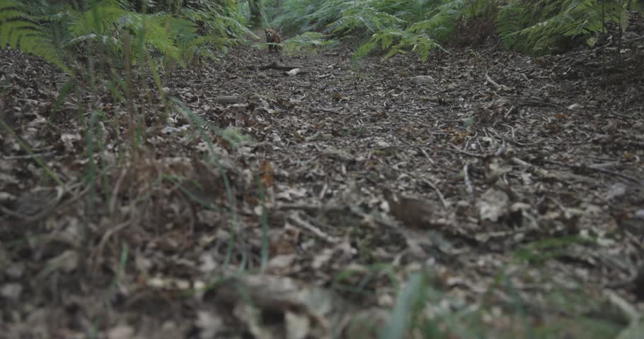 A dog is running on a forest path with leaves and branches on the ground. The path is dark and the leaves are brown