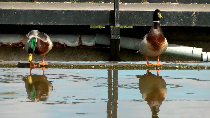 Mallard Ducks at the waterside