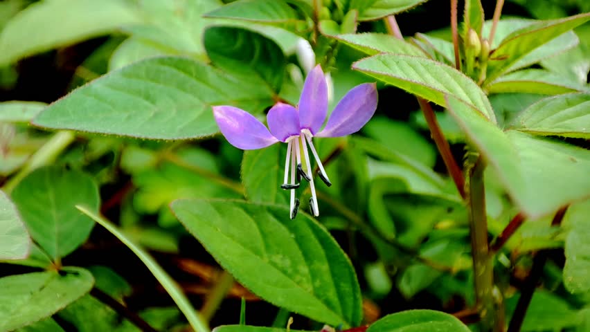 Macro video of a honey bee collecting nectar from a blooming purple flower in natural sunlight. The detailed view highlights pollination activity and the role of bees in the ecosystem.