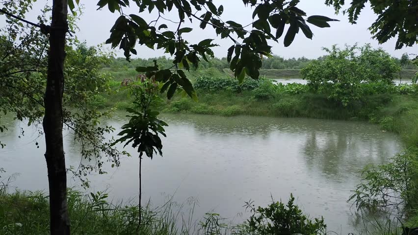 A serene rural pond surrounded by lush greenery, gently rippled by falling rain during monsoon season.