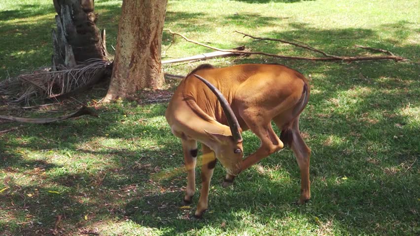 Graceful antelope roaming freely in the outdoors, showcasing wildlife beauty in a natural habitat.