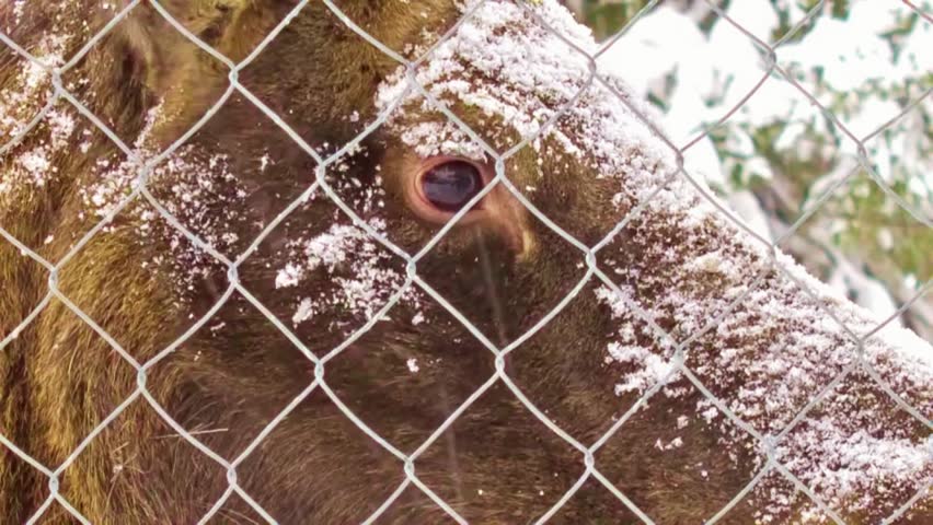 ChatGPT said:
Close-up of a female moose showcasing detailed features, natural brown fur, and calm expression in a wildlife setting.