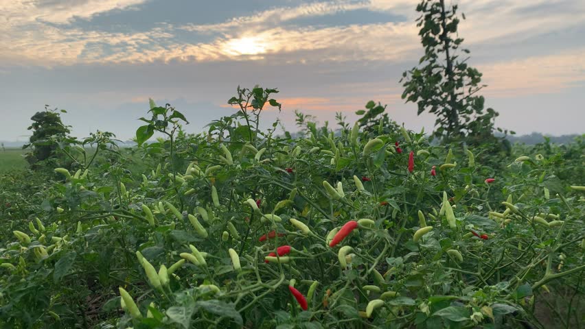A slow panning shot of a chili pepper field with vibrant red chilies and green leaves gently swaying in the morning breeze. Ideal for farming documentaries, food content, and agricultural B-roll