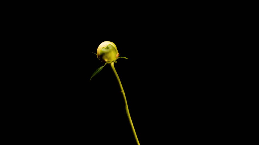 Yellow Peony Life Cycle Timelapse Bloom to Wither in 4K Hyperlapse