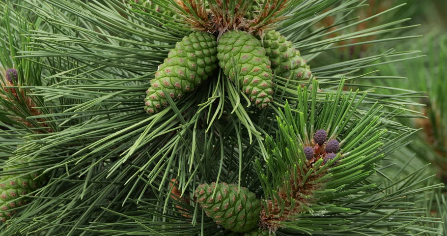Detail of pine tree. Green cone and flower at springtime season, Sourthern France