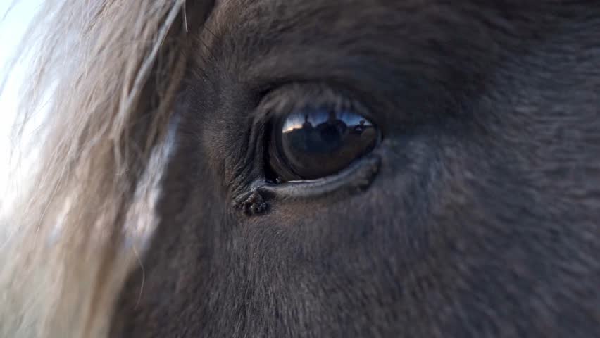A close-up view of an Icelandic horse
