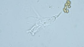 Single cell organism moving amoeba under microscope - Powered by Shutterstock - Get 15% off with code: PIKWIZARD15
