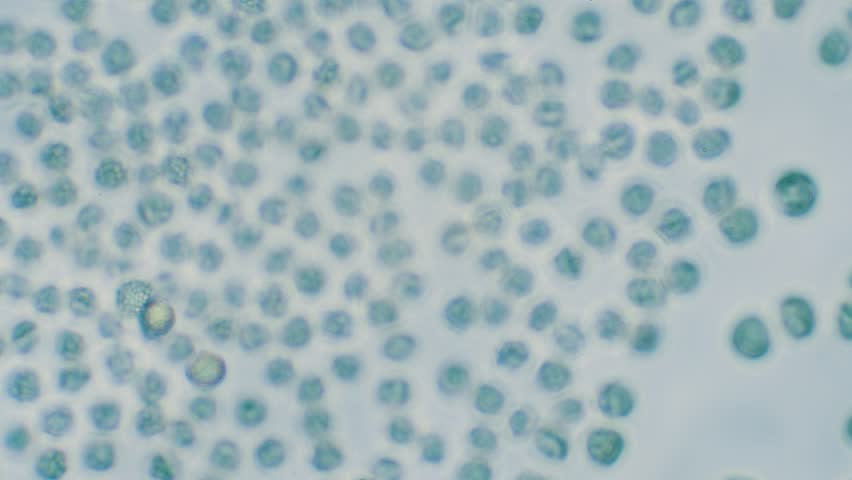 Slime mold spores in large magnification with visible surface details