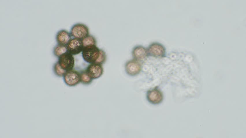 Slime mold spores in large magnification with visible surface details
