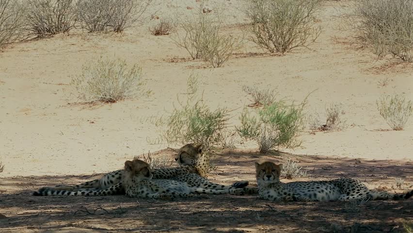 Cheetah mother with two cubs lying down under shadow in Kgalagadi transfrontier, South Africa ; Specie Acinonyx jubatus family of Felidae