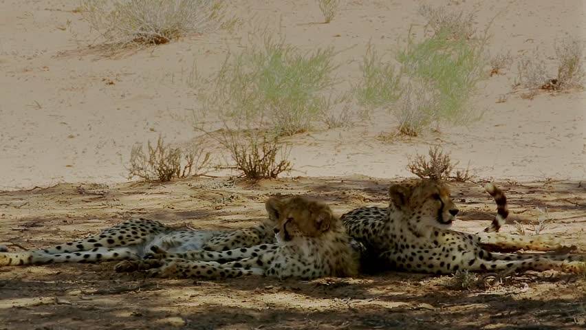 Cheetah mother with two cubs lying down under shadow in Kgalagadi transfrontier, South Africa ; Specie Acinonyx jubatus family of Felidae