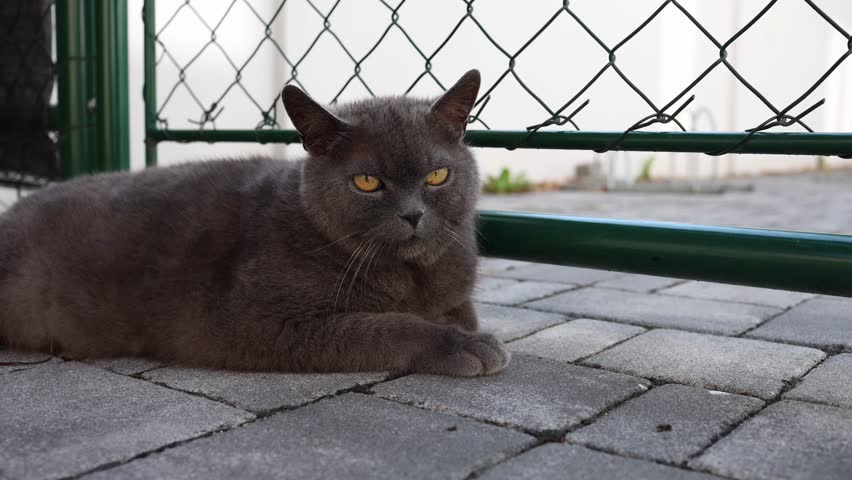 Grumpy gray cat lies on stone pavement with front paws crossed and ears back staring with clear disapproval and majestic boredom in a moment of feline judgment and quiet attitude