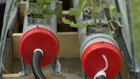 Seedlings thrive in a self-made hydroponic system. Tomatoes are planted in metal cans held by grey pipes with red caps. Water is circulated with a black hose and clear tubing. - Powered by Shutterstock - Get 15% off with code: PIKWIZARD15