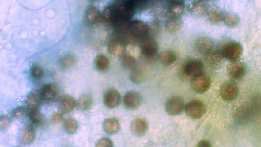 Slime mold spores in large magnification with visible surface details
