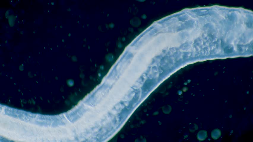 Transparent tiny water worm, zooplankton under microscope