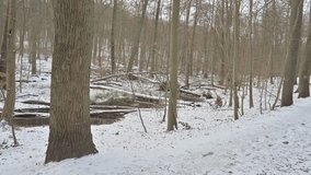 Hiking Trail in a Snowy Winter Forest with Bare Trees - Powered by Shutterstock - Get 15% off with code: PIKWIZARD15